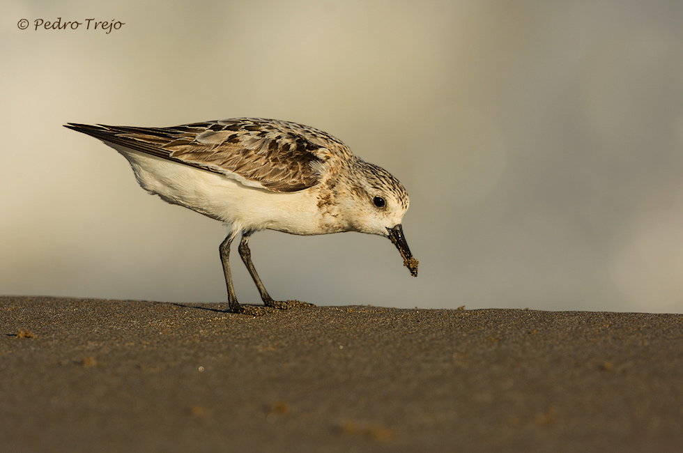 Correlimos tridáctilo (Calidris alba)